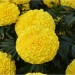 Marigold Yellow - Image 2